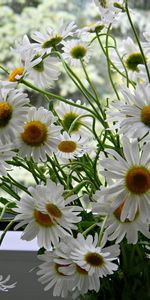 Summer,Bouquet,Flowers,Window,Camomile