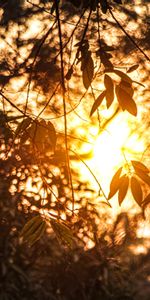 Summer,Branches,Sunlight,Nature,Leaves