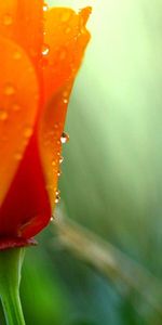 Drops,Couleur,Pavot,Macro,Rosée,Fleur,Coquelicot,Couleurs,Été