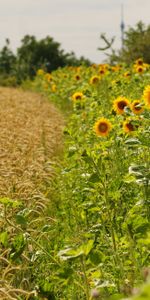 Oreilles,Chaussures À Pointes,La Frontière,Frontière,Tournesols,Nature,Été,Les Champs