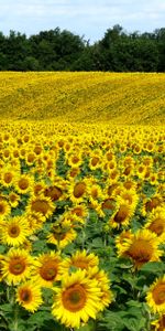 Domaine,Champ,Tournesols,Nature,Été,Paysage