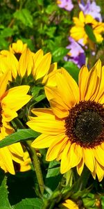 Summer,Flowers,Greens,Sunny,Sunflowers