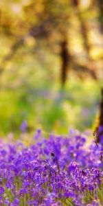 Summer,Flowers,Wood,Tree,Trunk,Nature