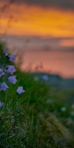 Summer,Grass,Bluebells,Wildflowers,Flowers