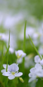 Polyana,Petit,Clairière,Fleurs,Légumes Verts,Verdure,Été