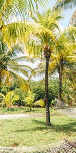 Naturaleza,Verano,Hamacas,Bahamas,Palms,Zona Tropical,Trópico