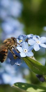 Verano,Macro,Abeja,Flores