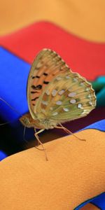 Summer,Macro,Insect,Dress,Butterfly