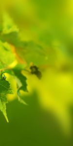 Summer,Macro,Shine,Light,Sheet,Leaf