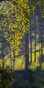 Naturaleza,Verano,Sucursales,Rama,Abedul,Primer Plano