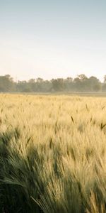 Summer,Nature,Field,Landscape