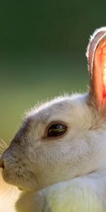 Summer,Rabbit,Animals,Background