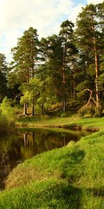 Summer,Shore,Bank,Conifers,Coniferous,Noon,Lake,Nature,Forest