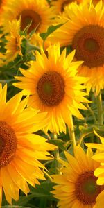 Summer,Stems,Flowers,Field,Sunflowers