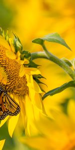 Summer,Sunflower,Flowers,Butterfly