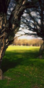 Summer,Wood,Tree,Bark,Trunk,Brains,Nature,Park