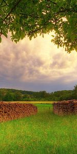 Summer,Wood,Tree,Branches,Branch,Firewood,Glade,Nature,Polyana,Meadow