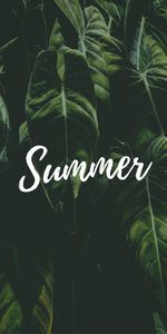 Summer,Word,Inscription,Leaves,Text,Words