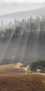 Sun,Beams,Rays,Fog,Morning,Field,Nature,Hills