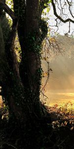 Sun,Beams,Tree,Glade,Trunk,Ivy,Nature,Wood,Rays,Polyana,Dawn