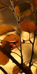 Éclat,Branche,Nature,Sun,Éblouissement,Feuille