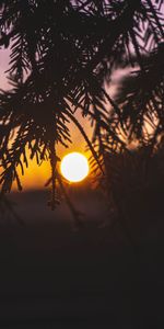 Branches,Sun,Coucher De Soleil,Sombre