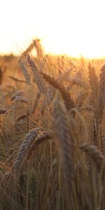 Sun,Ears,Sunlight,Spikes,Sun Rays,Nature,Field