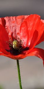 Pavot,Sun,Macro,Brillamment,Fleur,Coquelicot