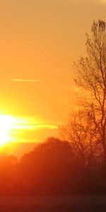 Sun,Horizon,Light,Tree,Branches,Evening,Sunset,Shine,Wood,Branch,Nature