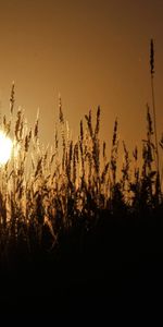 Sun,Landscape,Fields,Wheat