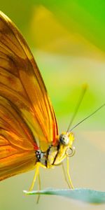 Sun,Macro,Sheet,Leaf,Insect,Proboscis,Wings,Butterfly