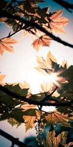 Sun,Macro,Shine,Light,Beams,Rays,Branches,Leaves