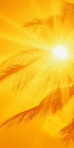 Sun,Palms,Background