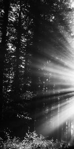 Sun,Rays,Bw,Nature,Beams,Forest,Chb