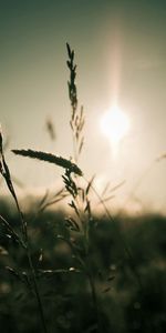 Naturaleza,Sol,Brillar,Luz,Orejas,Espigas