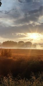 Naturaleza,Sol,Luz,Campo,Mañana,Brillar