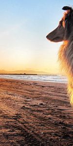 Sun,Shore,Bank,Dog,Collie,Animals