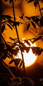 Feuilles,Branches,Sun,Silhouette,Sombre