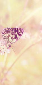 Sun,Summer,Flower,Plant,Macro,Insect,Color,Shine,Light,Field,Butterfly