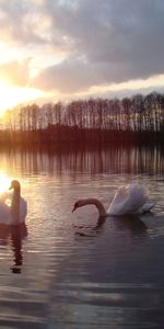 Lac,Cygnes,Sun,Animaux,Silhouette,Oiseau