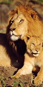 Se Coucher,Mensonge,Se Soucier,Soin,Famille,Sun,Une Famille,Animaux,Lions