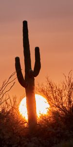 Nature,Sun,Crépuscule,Coucher De Soleil,Silhouette,Cactus