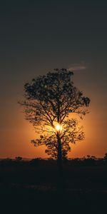 Bois,Sun,Arbre,Nature,Coucher De Soleil,Crépuscule,Sombre