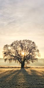 Sun,Wood,Beams,Rays,Tree,Branches,Nature,Fog