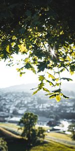 Sun,Wood,Beams,Rays,Tree,Branches,Oak,Nature