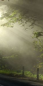 Sun,Wood,Rays,Beams,Road,Markup,Tree,Branch,Morning,Cool,Coolness,Branches,Nature