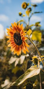 Sunflower,Flowers,Flowering,Bloom,Flower