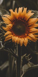 Tournesol,Feuilles,Fleurs,Fleur