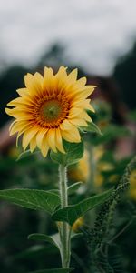 Sunflower,Flowers,Summer,Field,Flower