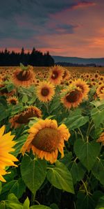 Girasoles,Flores,Bosque,Campo